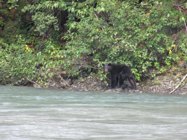 Black bear on the shore