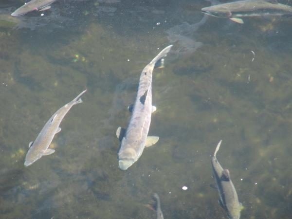 Plentiful salmon the the river