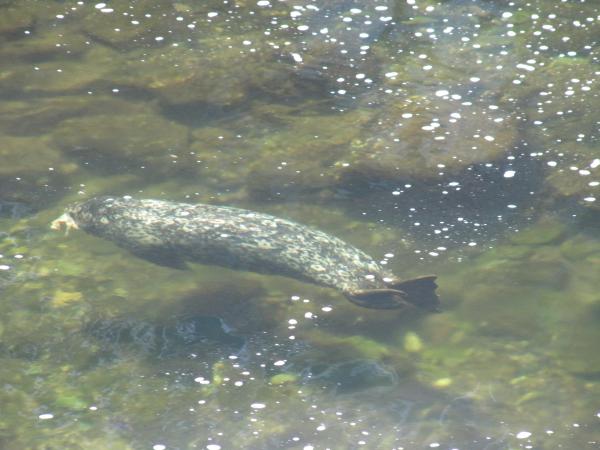 Otter collecting salmon