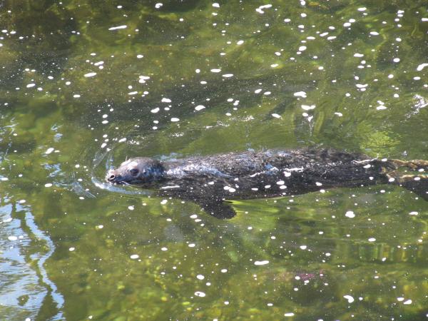 Otter the Salmon Hunter