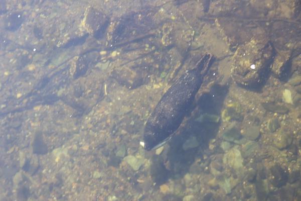 Otter the Salmon Hunter II: Revenge of the Fish