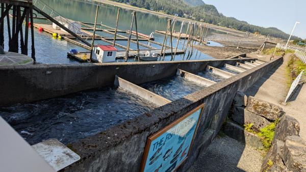 Fish Hatchery ladder