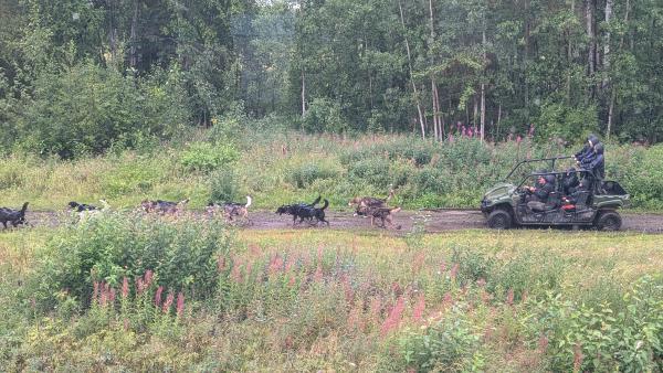 Alaskan Huskies training