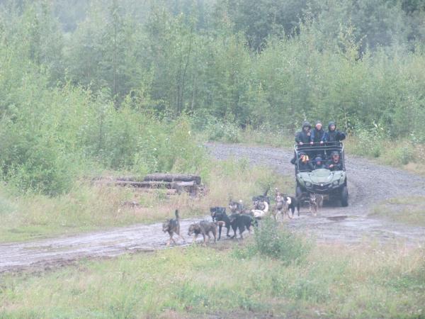 Alaskan Huskies training