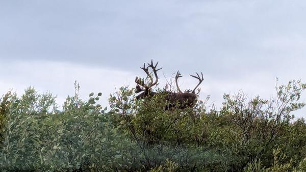 Caribou