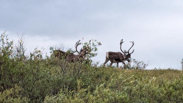 Caribou