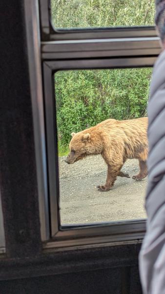 Grizzly Bears!