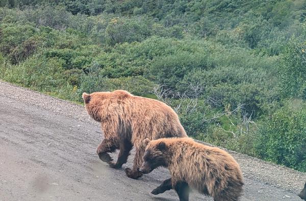 Grizzly Bears!