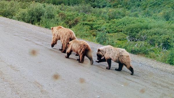 Grizzly Bears