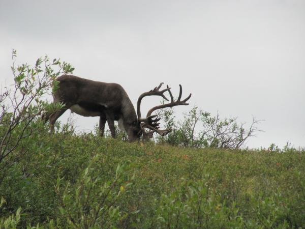 Caribou