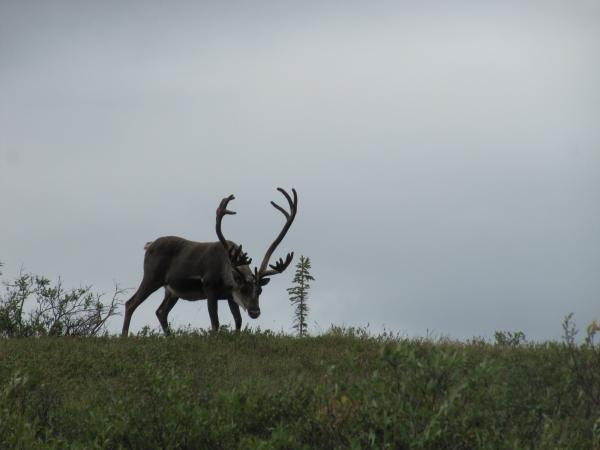 Caribou