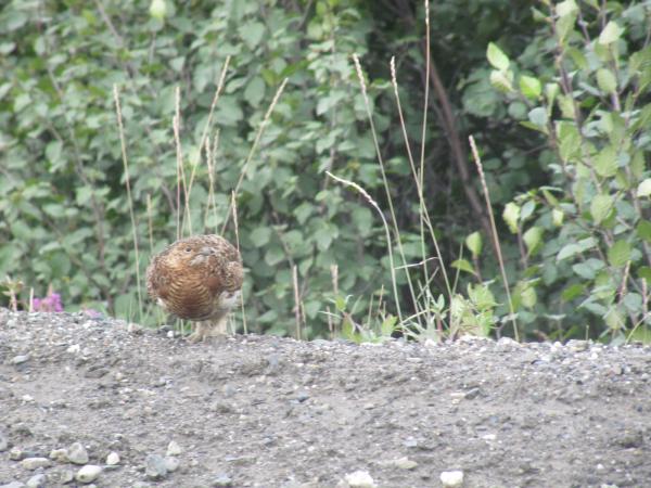 Willow Ptarmigan