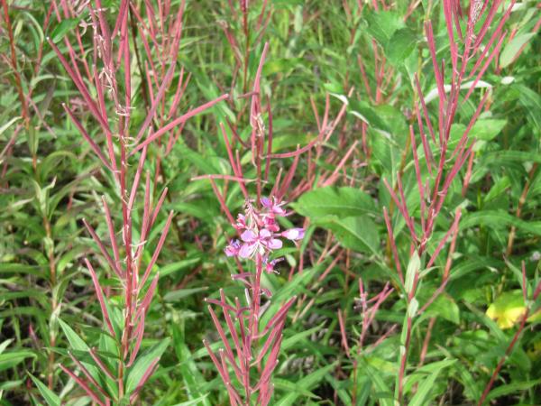 Fireweed