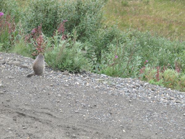 (Red) Squirrel!