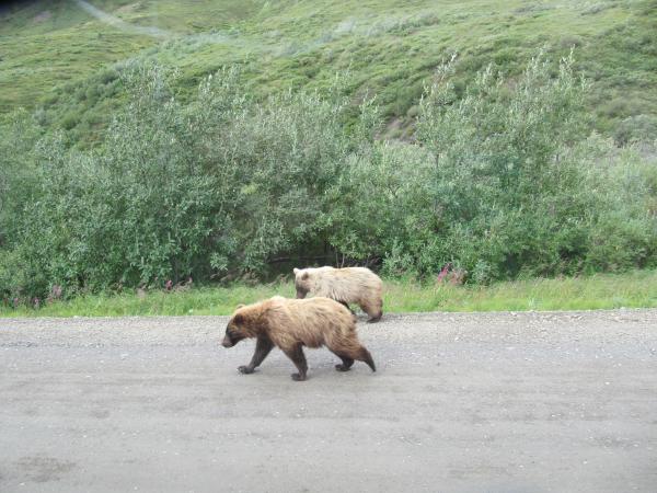 Grizzly bear cubs