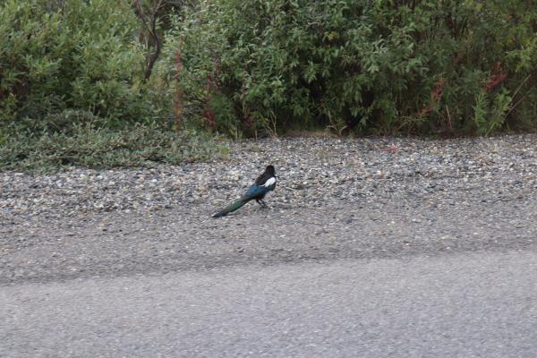 Magpie