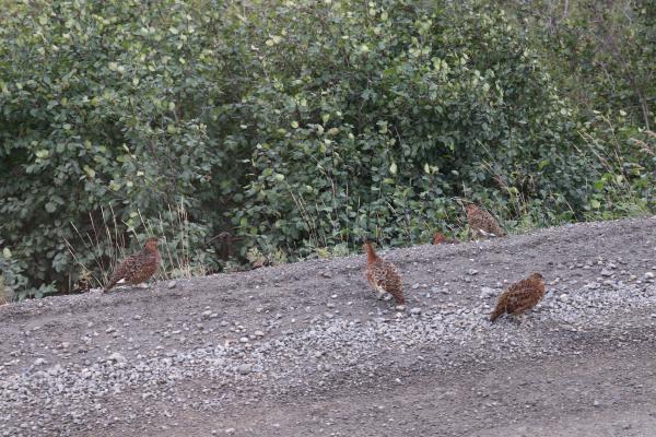 Willow Ptarmigan