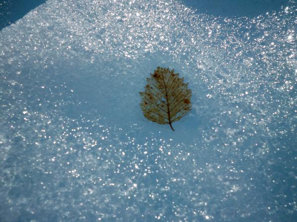 Leaf in the ice