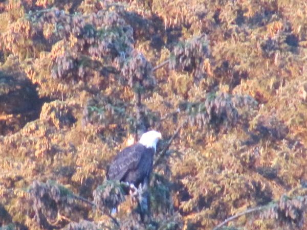 Bald Eagle