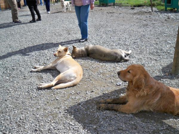 Several different breeds of sled dogs