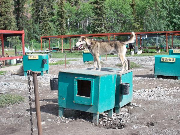 Sled dogs