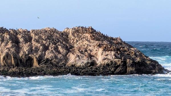 The photo isn't out of focus; those fuzzy lumps are sea lions and seals.