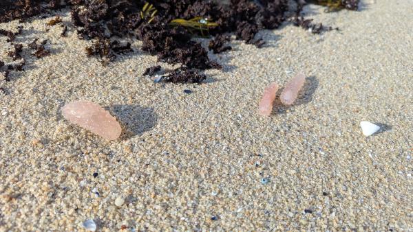 Sea Pickles on the beach