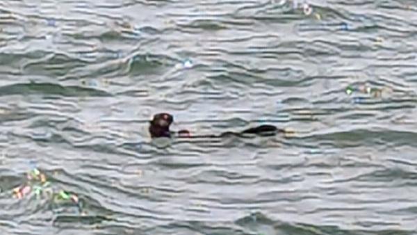 Like none otter!