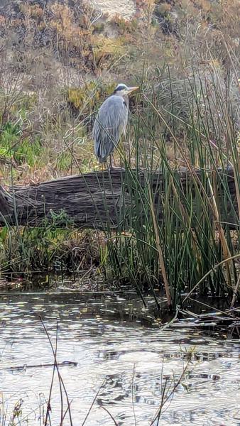 Great Blue Heron sat there letting everyone take its photo.