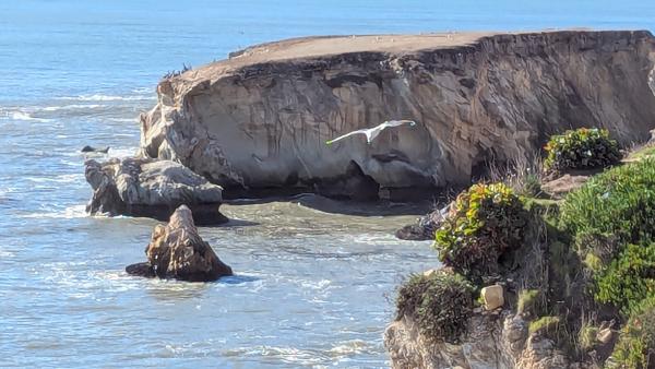 That bird just photo-bombed my photo of bird rock!